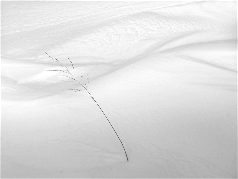 399 - LONE GRASS IN THE SNOW - MARSH RODNEY - united kingdom.jpg